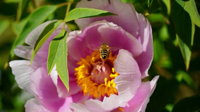 © Leopold Mayrhofer/Natur im Garten Nahaufnahme einer Pfingstrose mit rosa Blütenblättern und einer Biene auf den gelben Staubblättern