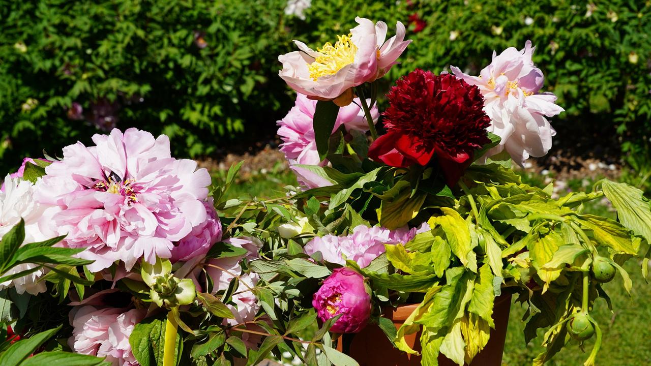 Pfingstrosen in verschiedenen Rosa- und Rottönen im Garten