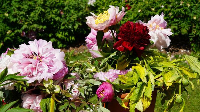 Pfingstrosen in verschiedenen Rosa- und Rottönen im Garten