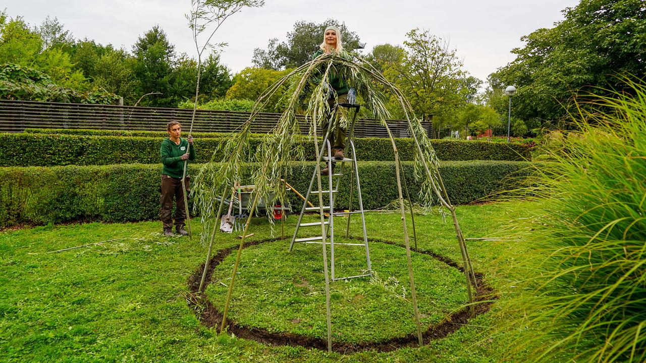 © Leopold Mayrhofer/Natur im Garten Zwei Gärtnerinnen bauen ein Weidentipi-Gerüst auf einer Rasenfläche, eine steht auf einer Leiter.