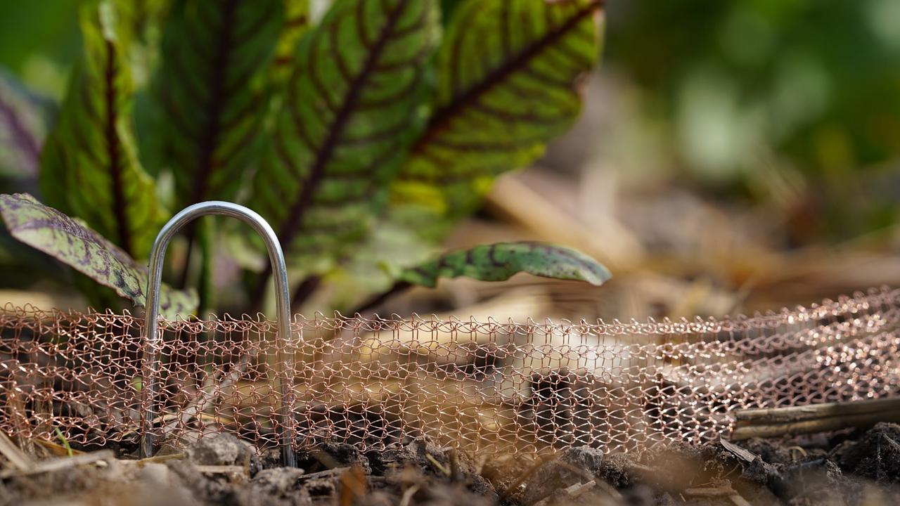 © Leopold Mayrhofer/Natur im Garten Kupfergeflechte an der Bodenoberfläche sollen Schnecken abhalten.