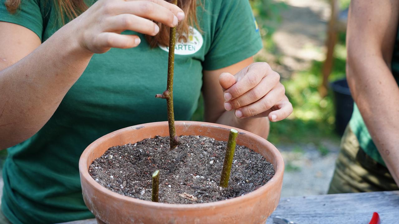 Gärtnerin steckt Pflanzentriebe in Erde eines Terrakottatopfes zur vegetativen Vermehrung durch Stecklinge.