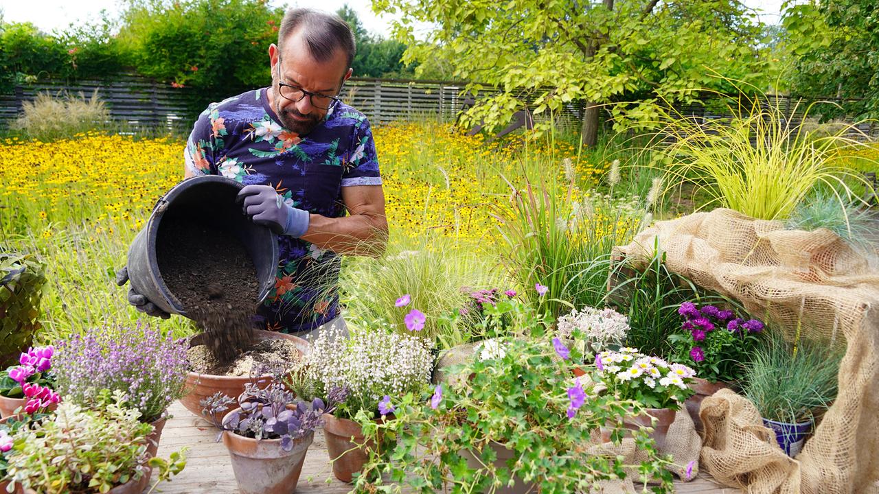 Gartenexperte Karl Ploberger bepflanzt Tontöpfe mit bunten Herbstblühern wie Astern, Heidekraut und Ziergräsern.