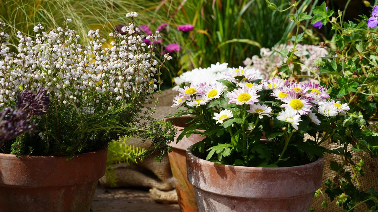 Bunte Herbstbepflanzung in Tontöpfen mit rosa-weißen Astern, weißen Blüten und Ziergräsern auf der Terrasse.