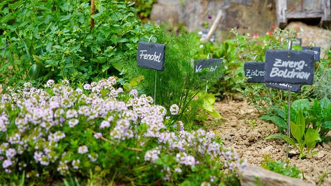 © Leopold Mayrhofer/Natur im Garten Blühenden Kräutern und mehreren beschrifteten Pflanzschildern, im Naturgarten von Sabine und Herbert Bauer.