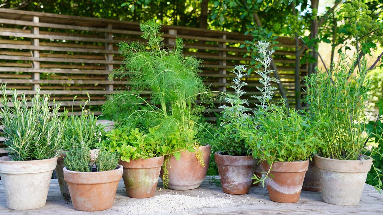 © Leopold Mayrhofer/Natur im Garten Sechs Tontöpfe mit verschiedenen Sommerkräutern stehen auf einem Kiesboden vor einem Holzgitterzaun im Garten