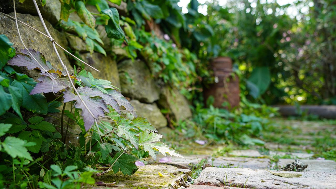 © ORF/Leopold Mayrhofer/Natur im Garten/Leopold Mayrhofer, A.Wildgansstr. 3382 LOOSD. Karl Ploberger präsentiert in Niederösterreich einen Garten voller Vielfalt und zeigt seine persönliche Hitparade der schönsten Herbstpflanzen