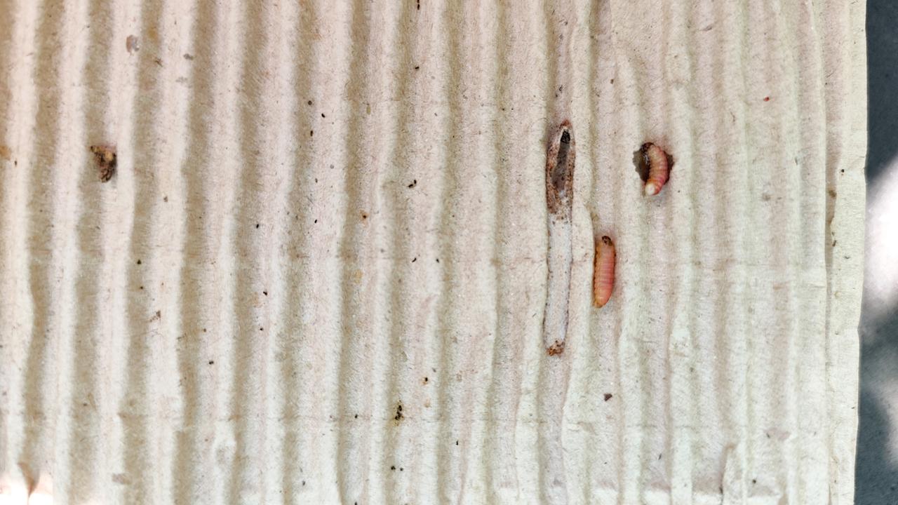 © Leopold Mayrhofer/Natur im Garten Nahaufnahme eines Wellpappegürtels als Pflanzenschutz mit mehreren Apfelwicklerlarven darauf.