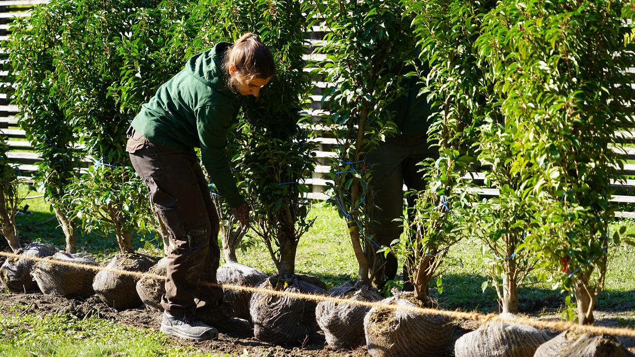 © Leopold Mayrhofer/Natur im Garten Gärtnerin pflanzt Heckengehölze mit Wurzelballen als natürlichem Sichtschutz auf der Garten Tulln.