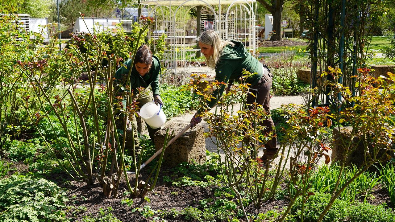 Zwei Gärtnerinnen gießen und pflegen Rosensträucher