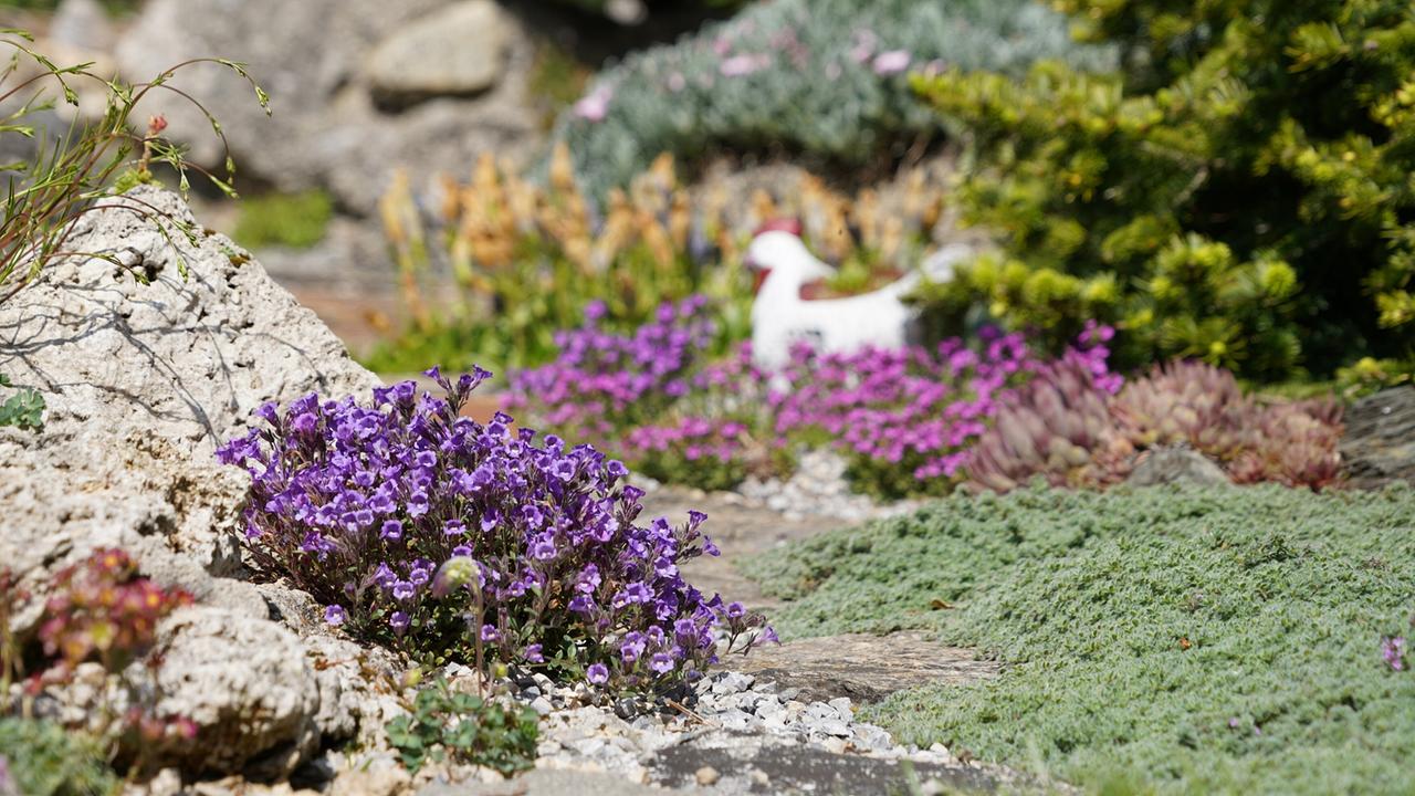 Blühende violette Polsterstauden neben Steinen im Garten von Christine und Josef Riedmann