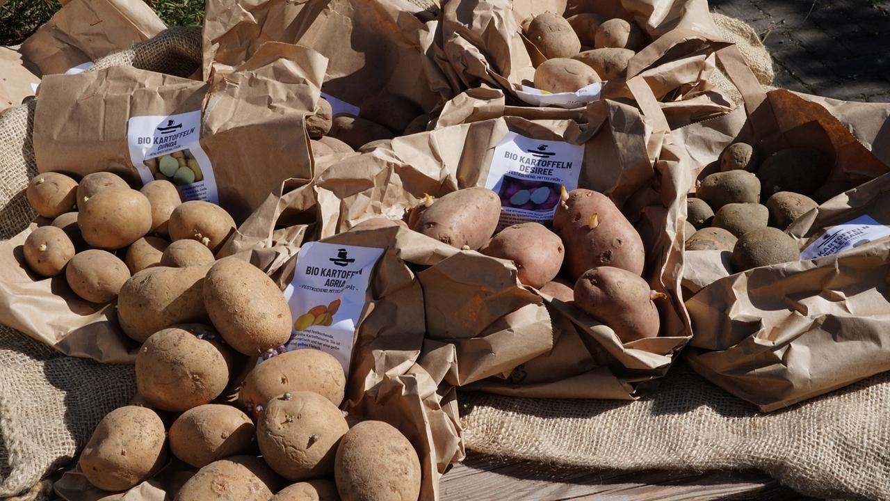 Unterschiedliche Erdäpfel-Sorten liegen auf Jutesäcken
