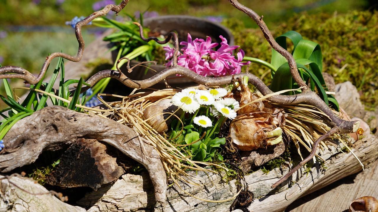 Natürliche Frühlingsdekoration mit Hyazinthen, Gänseblümchen, Moos, Holz und Zweigen auf einer Baumwurzel arrangiert