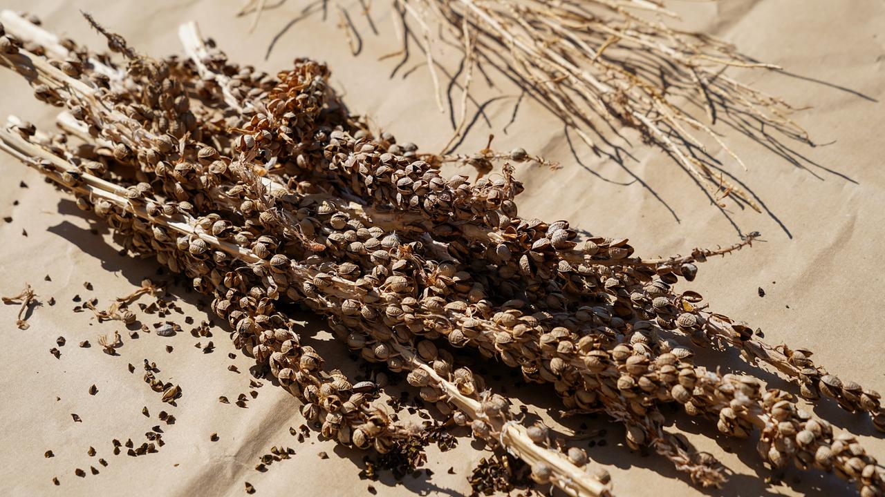 © Leopold Mayrhofer/Natur im Garten Getrocknete Samenstände mit reifen Samen auf hellem Papier zur Trocknung und Lagerung.
