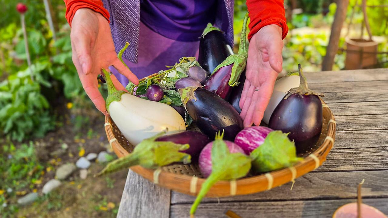 © ORF/Uschi Zezelitsch Verschiedenfarbige Melanzani in einem Korb im Garten: violette, weiße und gestreifte Sorten.