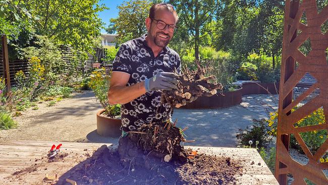 Vom Hochsommer geht’s oft direkt in den Herbst und das stellenweise mit Unmengen an Regen. Was das für die Pflanzen heißt und wie man den Garten wieder fit bekommt – Karl Ploberger (Bild) weiß, was zu tun ist