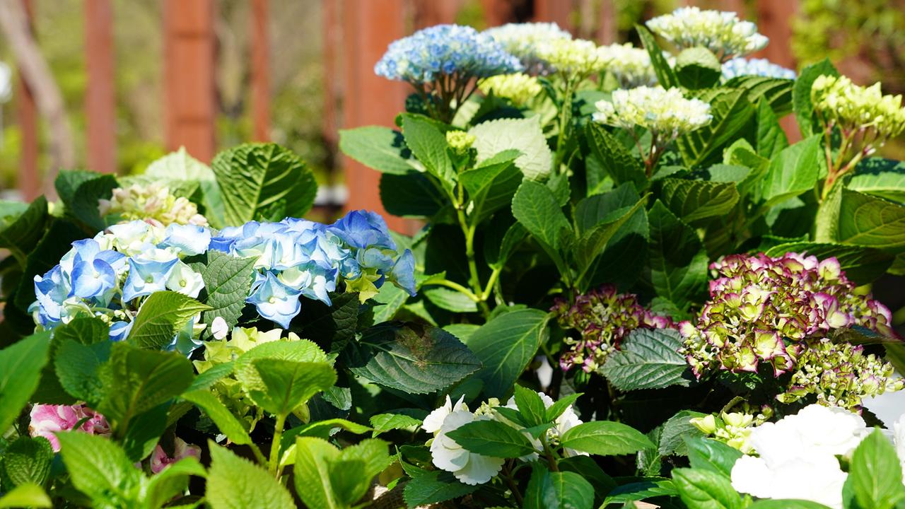 Blühende Hortensien mit grünen Blättern in einem Gartenbeet