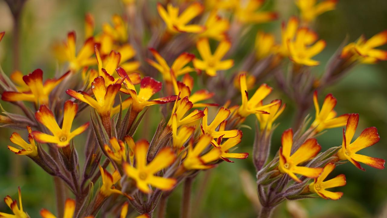 Gelbe Blüten mit rötlich gefärbten Blütenrändern 