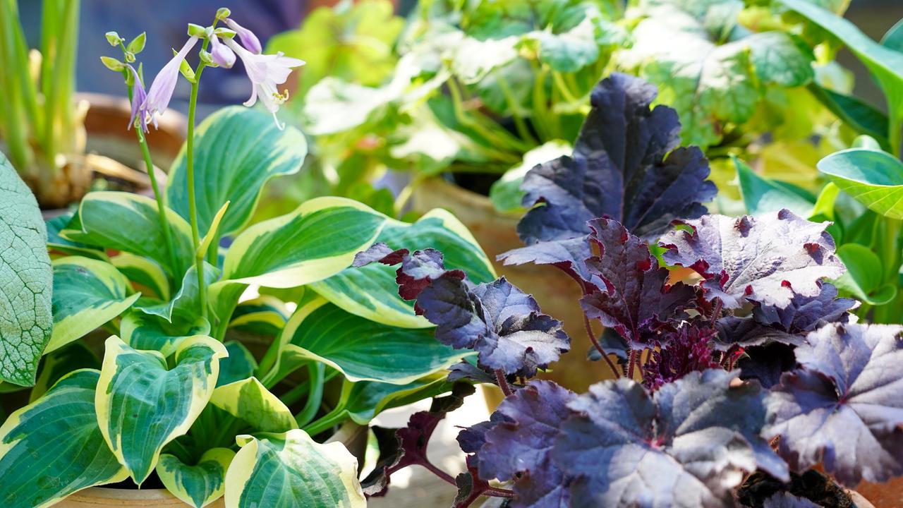 © Leopold Mayrhofer/Natur im Garten Verschiedene Blattschmuckpflanzen mit blaugrünen, gelbgrünen und purpurfarbenen Blättern in Töpfen.