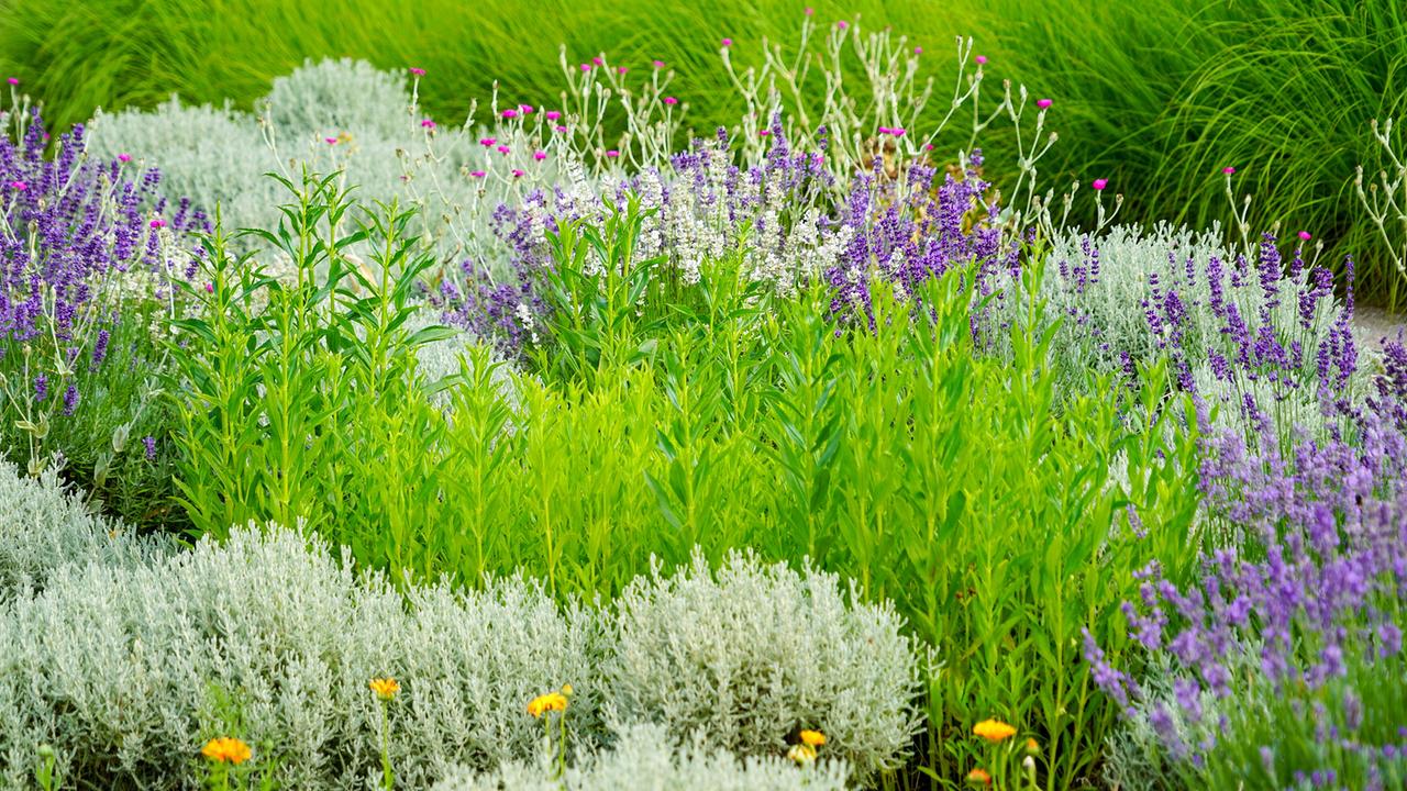© Leopold Mayrhofer/Natur im Garten Eine Blumenwiese mit verschiedenen blühenden und grünen Pflanzen in dichter Anordnung.