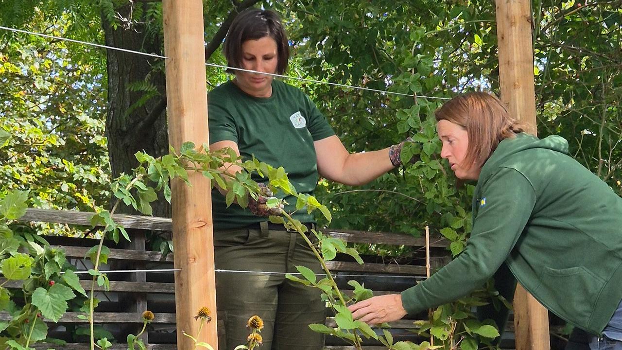 Die Gärtnerinnen auf der Garten Tulln errichten in der „Natur sucht Garten“-Anlage ein Brombeer-Spalier