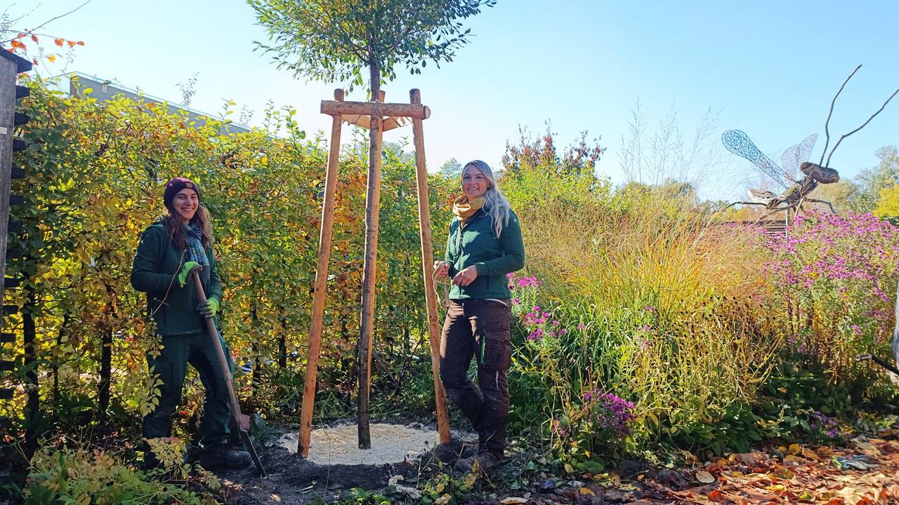 Zwei Gärtnerinnen stehen neben einem jungen, klimafitten Baum, der mit Holzstützen versehen ist, in einem herbstlichen Garten