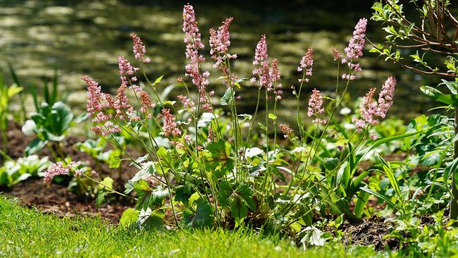 Gerda Schättle öffnet das Gartentor zur ihrer wunderschönen Grünanlage im niederösterreichischen Tullnerfeld. Ein Gemüsegarten, ein Biotop zieren den Garten ebenso wie üppig blühende Staudenbeete, die von der leidenschaftlichen Hobbygärtnerin gehegt und gepflegt werden