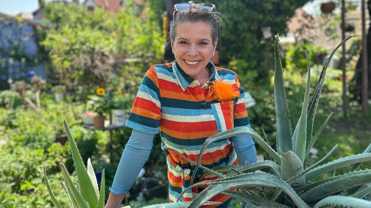 © ORF/Uschi Zezelitsch Die Aloe Vera zählt zu den besten Zimmerpflanzen, denn sie sorgt für ein Wohlfühlklima und gute Schlafqualität. Kräuterhexe Uschi Zezelitsch stellt aus der besonderen Pflanze eine Sonnencreme her