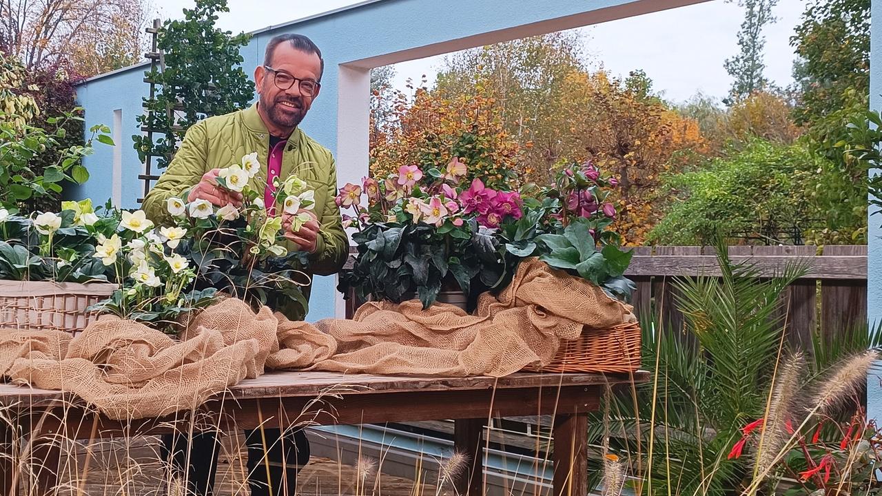 © Leopold Mayrhofer/Natur im Garten Karl Ploberger hinter einem Holztisch mit Töpfen von Christrosen, im Hintergrund herbstliche Bäume