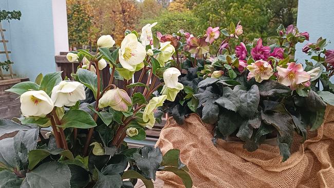 © Leopold Mayrhofer/Natur im Garten Blühende Christrosen in weiß und rosa