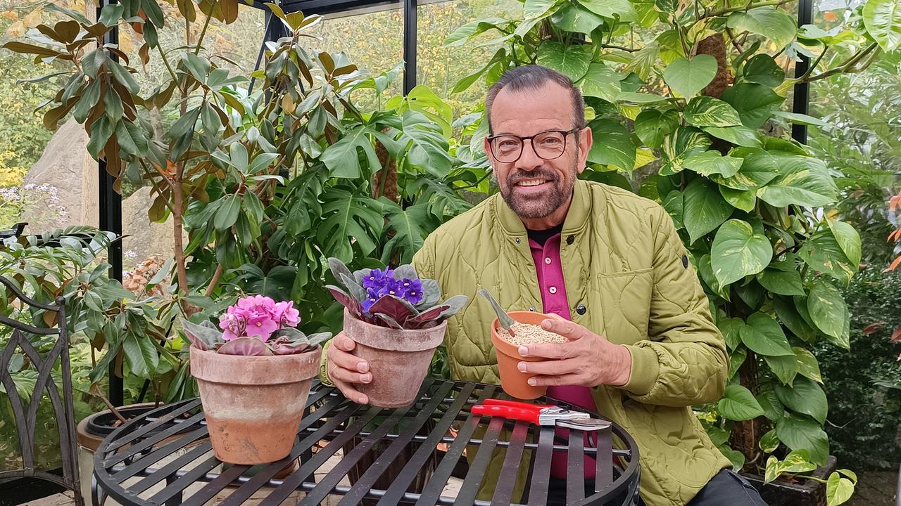 © Leopold Mayrhofer/Natur im Garten Karl Ploberger sitzt im Garten bei einem Tisch mit Usambara-Veilchen im Tontopf