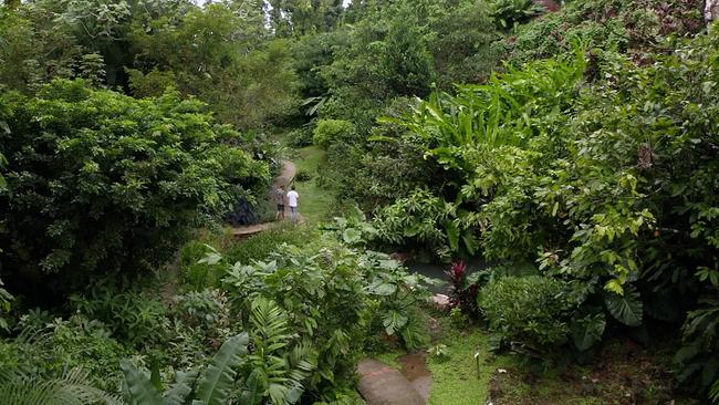 Ein Garten in Guadeloupe, sehr viele grüne Baumkronen.