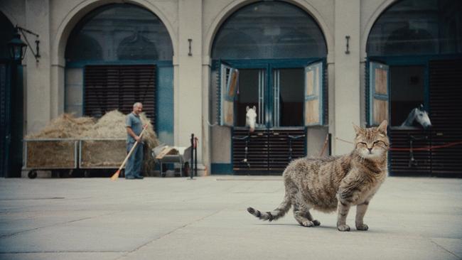 © ORF/April April Filme Katze im Innenhof der Lipizzanerboxen