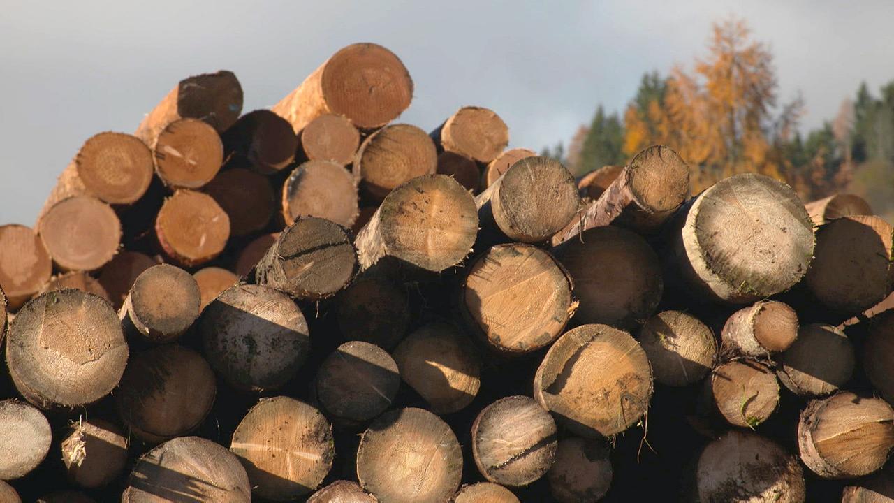 Holzstapel in Flachauer Sägewerk