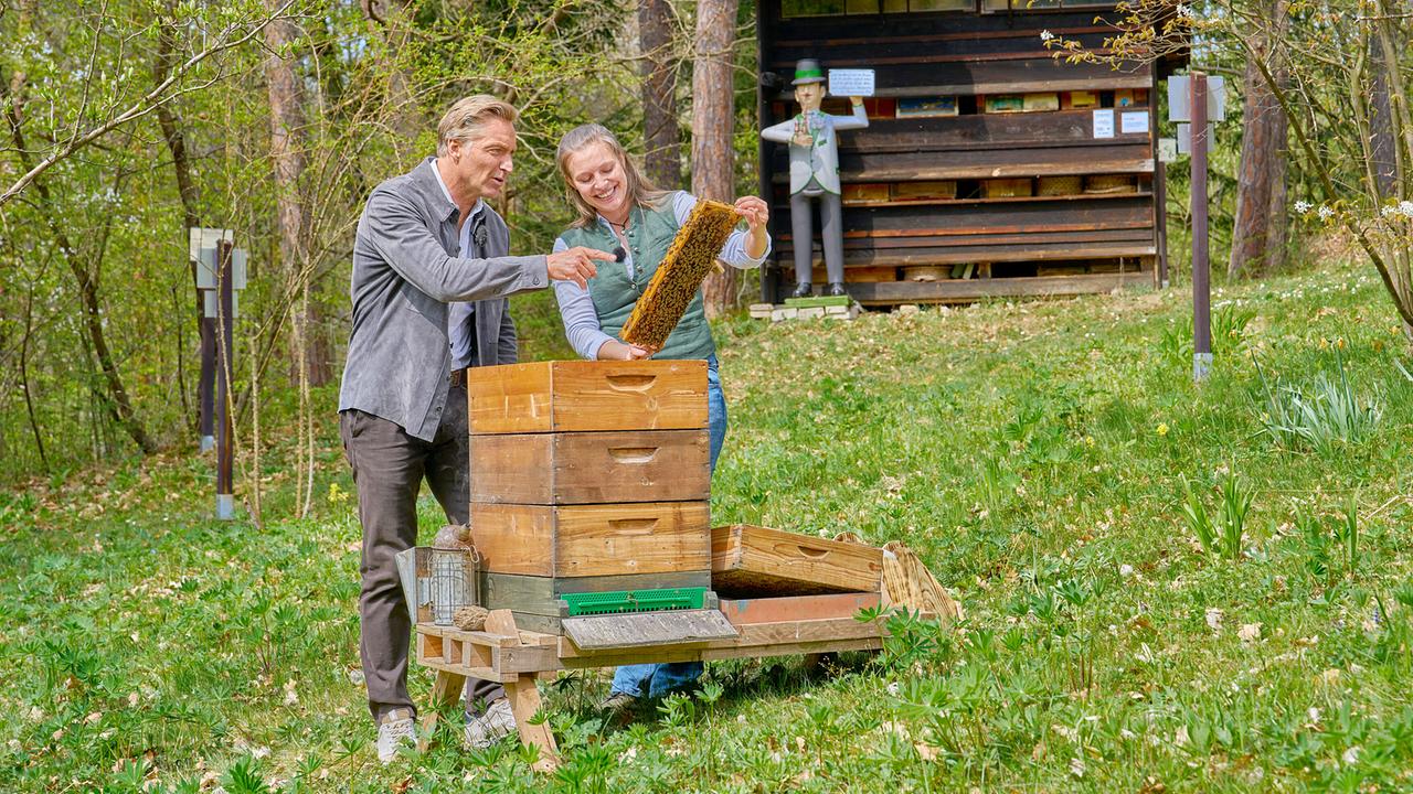 © ORF/Alois Kuschetz Hans Knauß und Kathi Brunner begutachten eine Wabe an einem Bienenstock in einer grünen Waldlichtung.