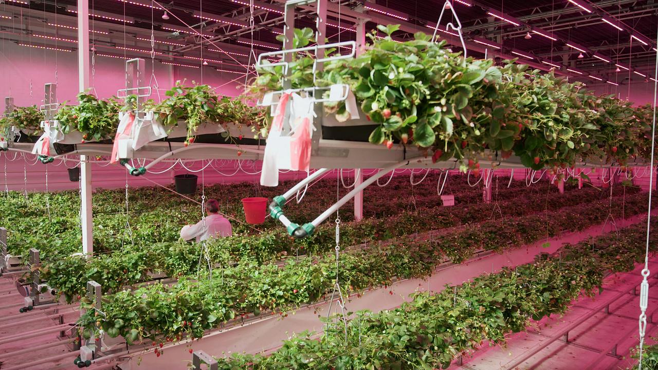 "WELTjournal: Europa - die Zukunft der Landwirtschaft": „Smart Farming“ macht die Niederlande zu einem weltweit führenden Gemüseproduzenten.