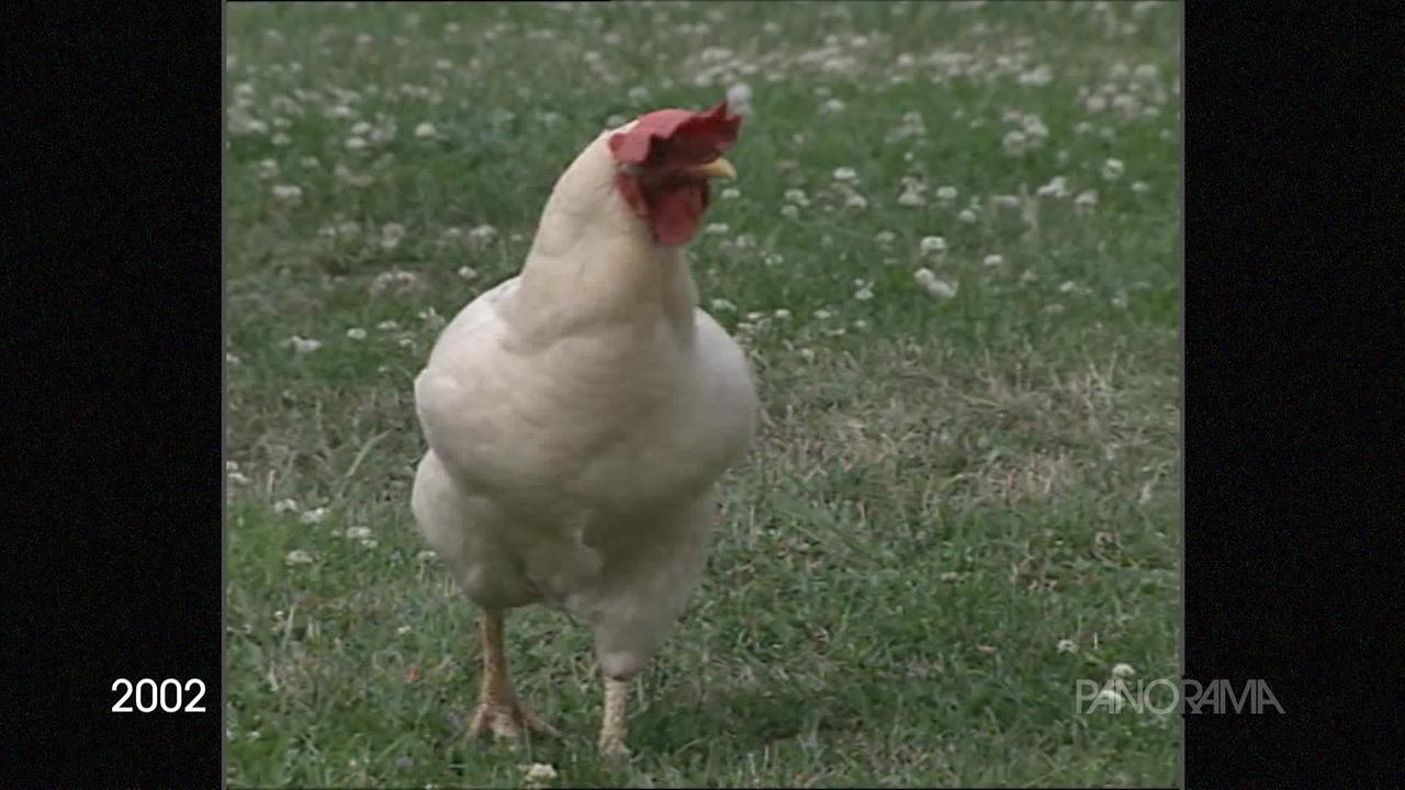 Am Bild ist ein weißes Huhn auf einer Blumenwiese.