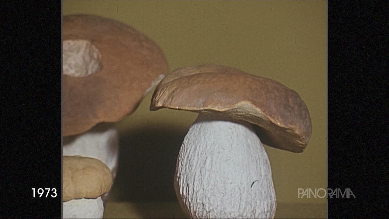 © ORF Am Bild sind Steinpilze zu sehen. Sie haben braune Kappen und einen dicken weißen Stiel.