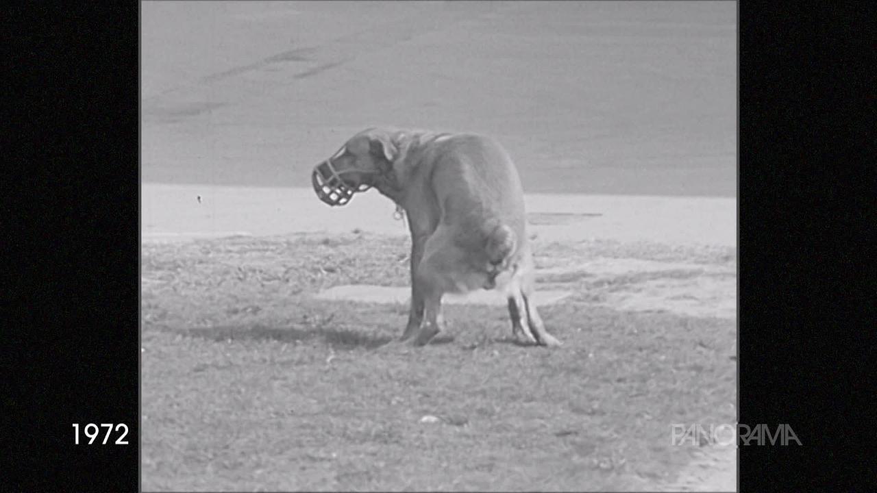 © ORF Am Bild aus dem Jahr 1972 ist ein großer Hund, der gerade dabei ist, auf einem Stück Wiese ein Häufchen zu machen.