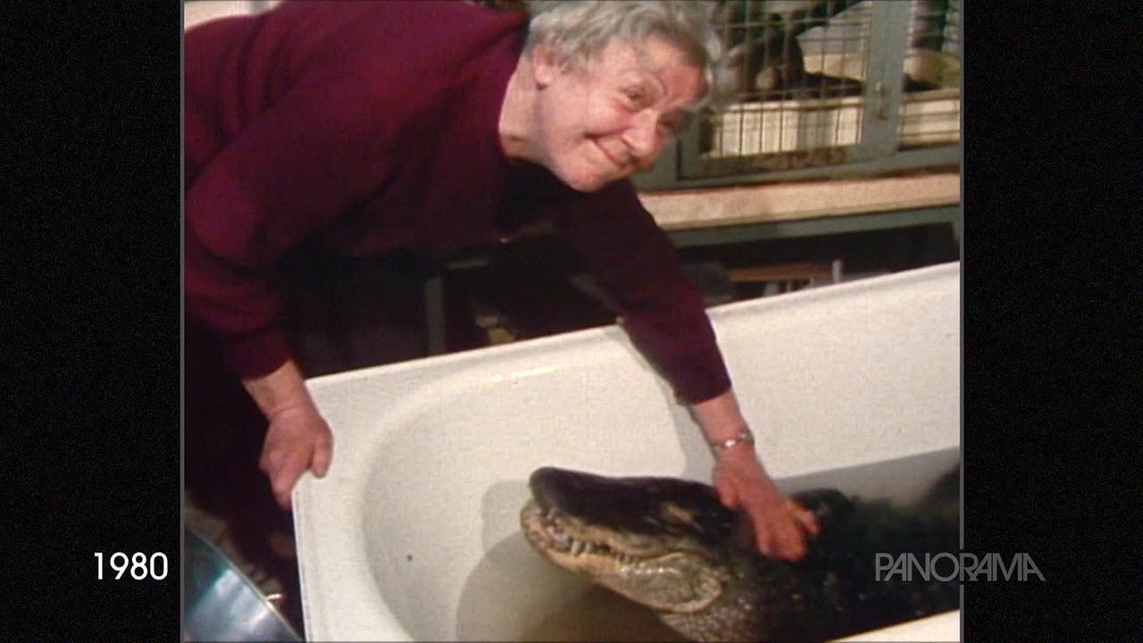 © ORF Am Bild aus dem Jahr 1980 ist ein Krokodil in einer Badewanne zu sehen. Die Besitzerin streichelt das Krokodil.