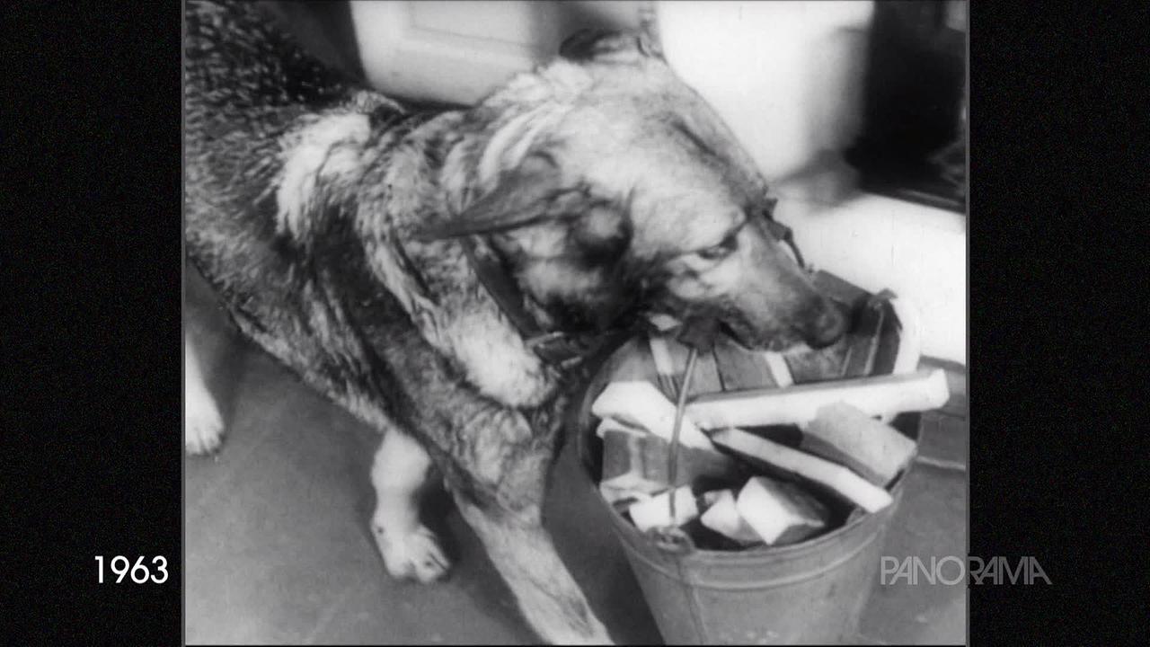 © ORF Am Bild aus dem Jahr 1963 ist ein Schäferhund zu sehen der einen Kübel mit Holzscheiten trägt.