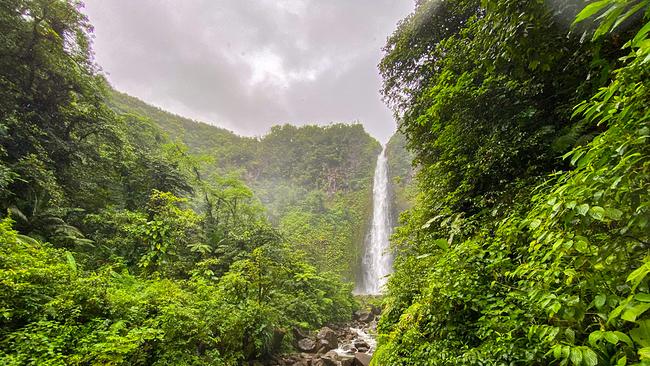 Wasser wohin man blickt - der tropische Regenwald mit den höchsten Wasserfällen der kleinen Antillen.