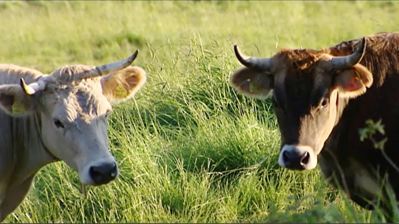 © Foto: ORF Zwei Kühe auf der Weide