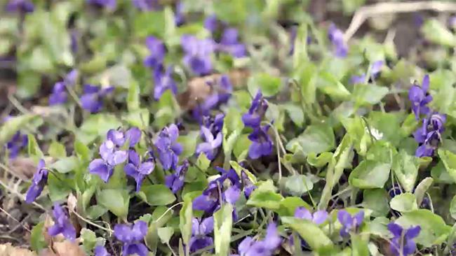 © ORF/ORF / 3sat/KREATIVLÖSUNG Schönbrunner Gartengeschichten