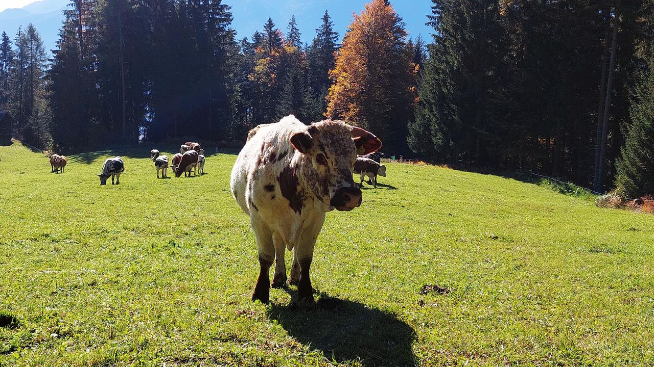 Slow food - Kulinarisches Erbe als Schatz der Zukunft: Pustertaler Sprinzen: Eine alte Rinderrasse wird am Langnerhof in Berg im Drautal gezüchtet. Slow Food erhält auch alte Tierrassen und Pflanzenarten.