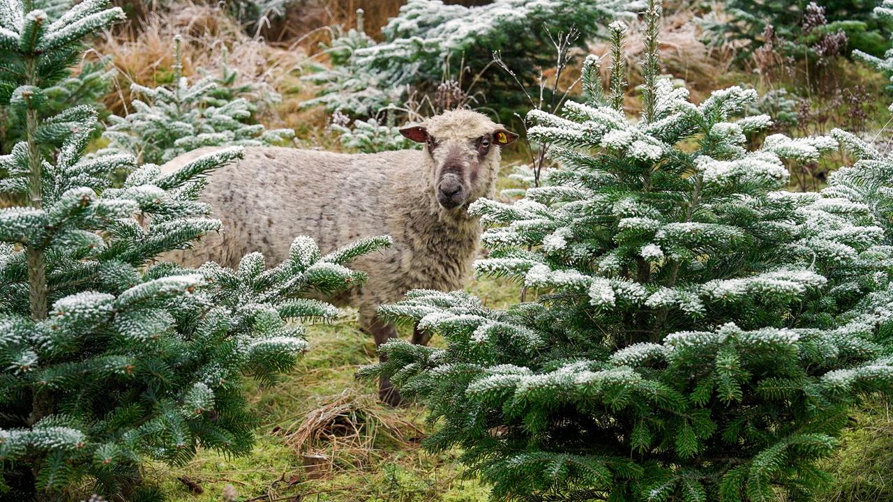 Ein Schaf zwischen kleinen angezuckerten Christbäumen 