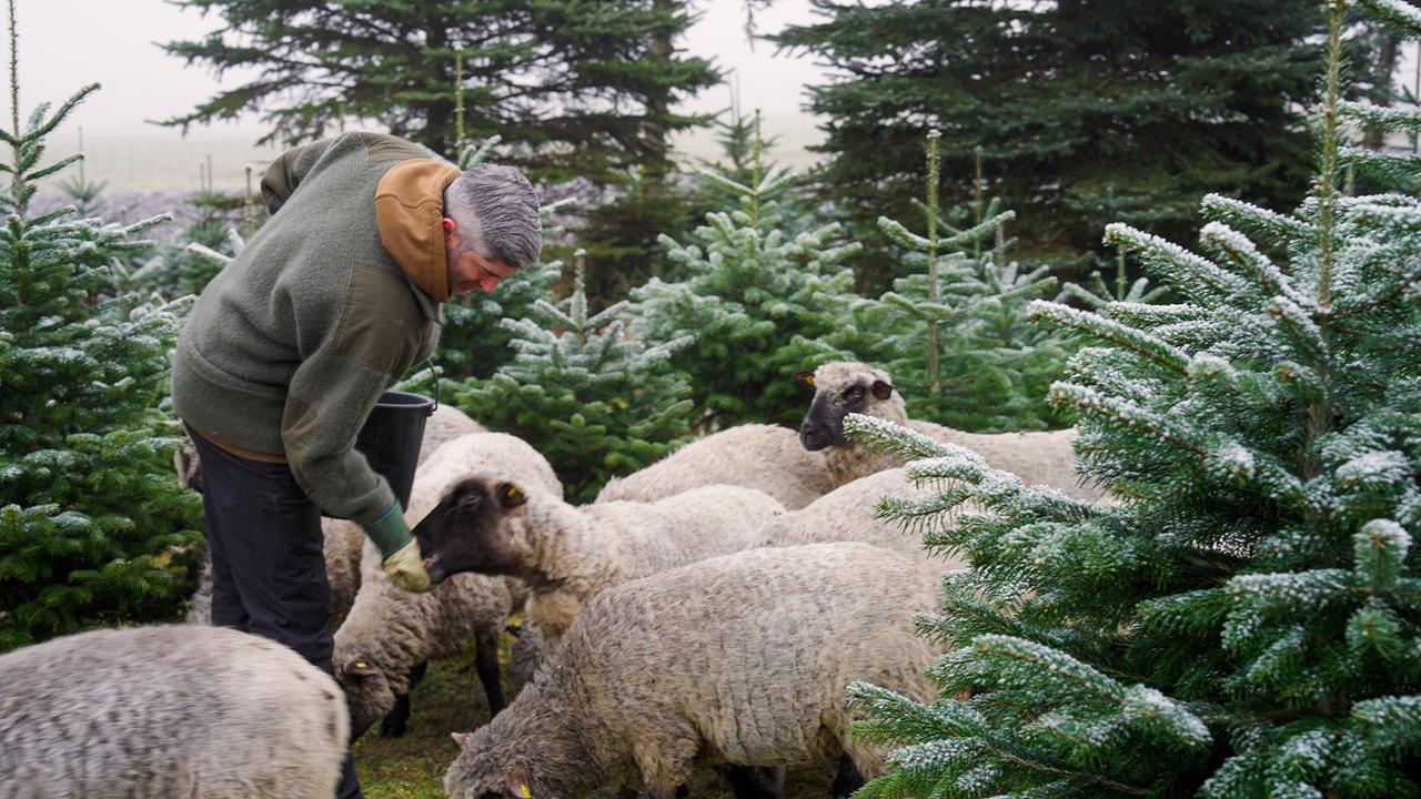 Christbaum-Plantagenbesitzer Hubert Taschek beugt sich zu einer Gruppe Schafe zwischen angezuckerten Tannenbäumen