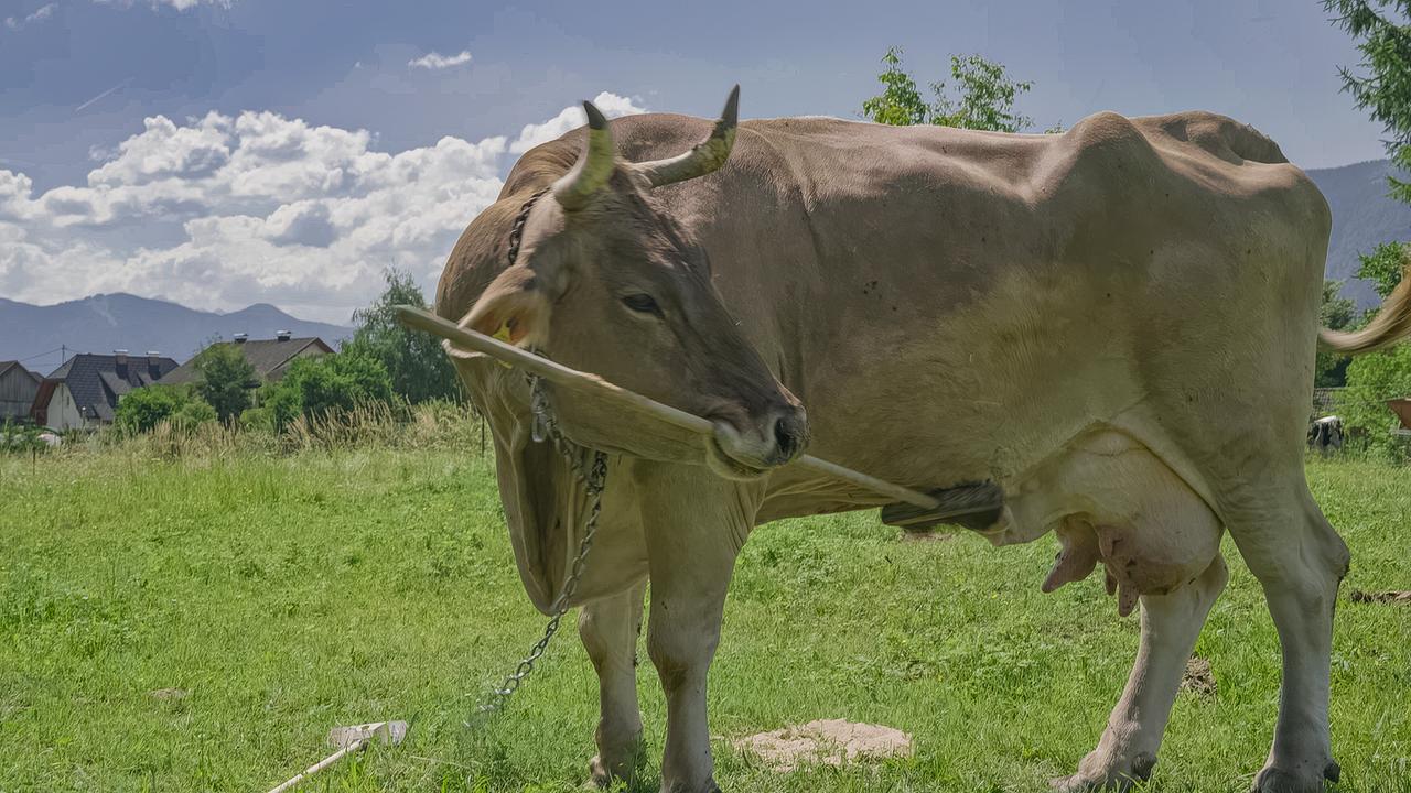 © ORF/Feuer & Flamme Film Die Kuh Veronika auf einer Almwiese hält einen Besen als Werkzeug im Maul.