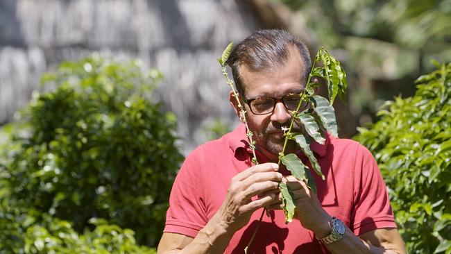Karl Ploberger riecht an einer Kaffeepflanze mit grünen Blättern.