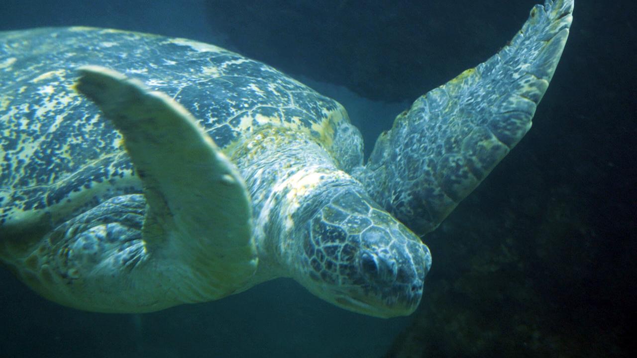 Eine große Meeresschildkröte schwimmt anmutig mit ausgebreiteten Flossen unter Wasser